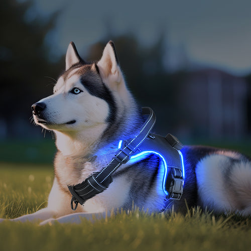Arnés LED Ergonómico para perro, con luces recargables y tiras reflectantes
